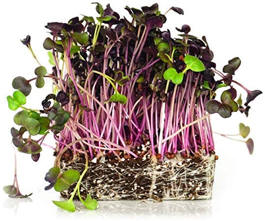 Organic Rambo Radish Sprouts