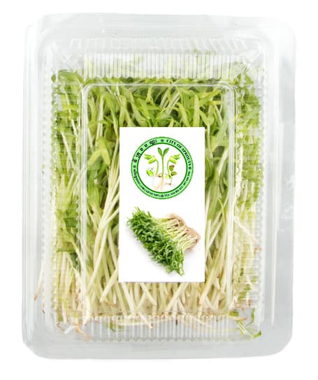 Organic Taiwan Morning Glory Sprouts