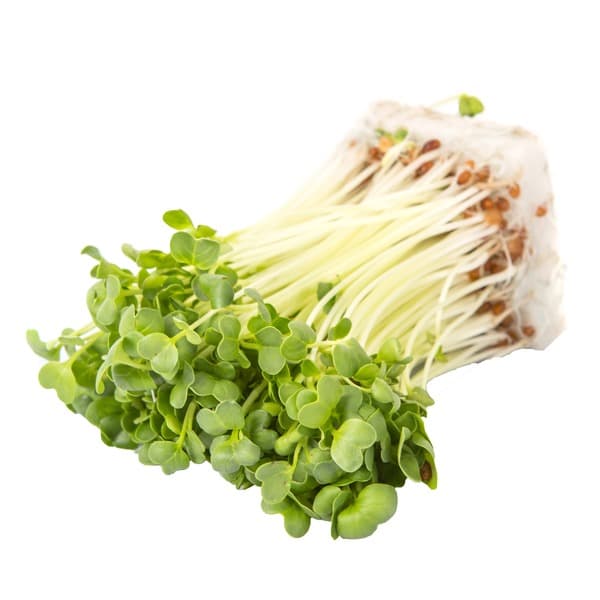 Organic White Radish Sprouts