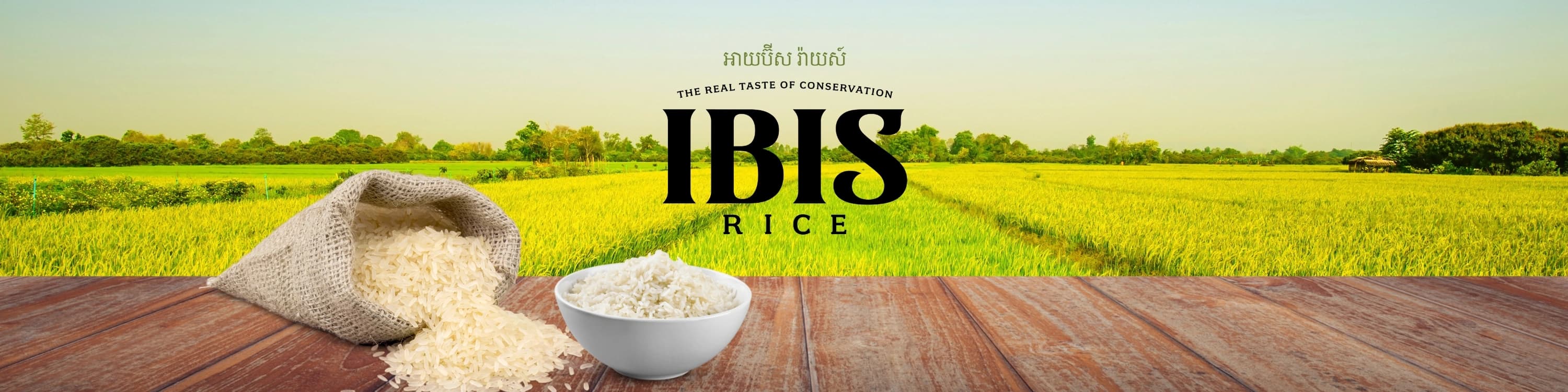 Ibis Rice