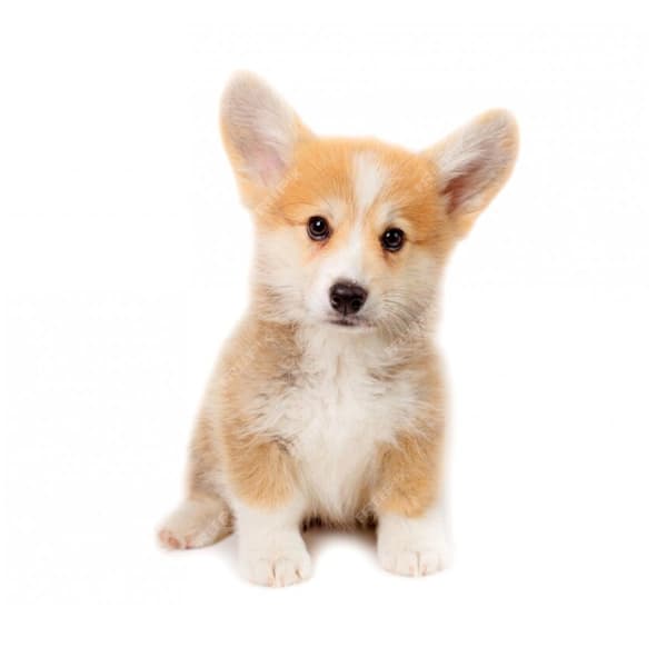 Puppy