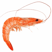 Seafood