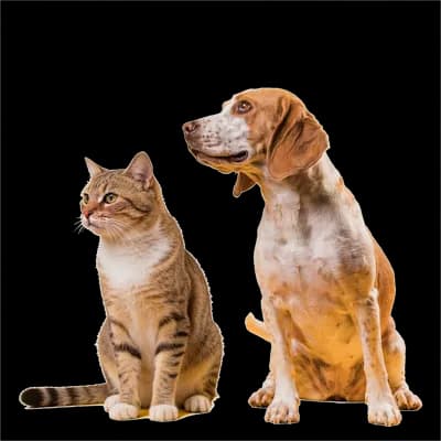 Pets